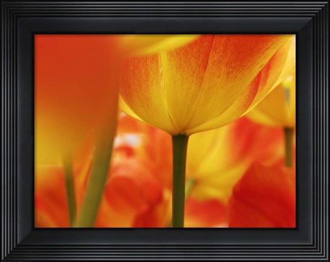 Framed Macro Of Colorful Tulip 4, Netherlands Print