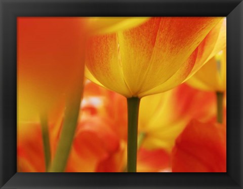 Framed Macro Of Colorful Tulip 4, Netherlands Print