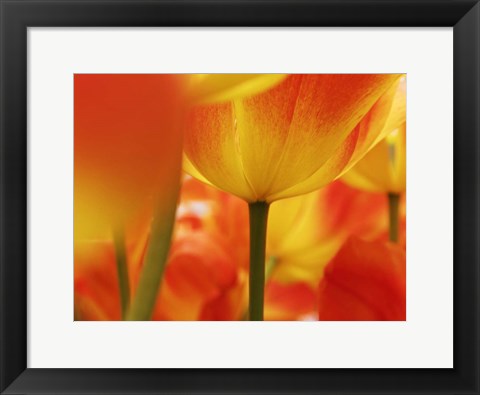 Framed Macro Of Colorful Tulip 4, Netherlands Print