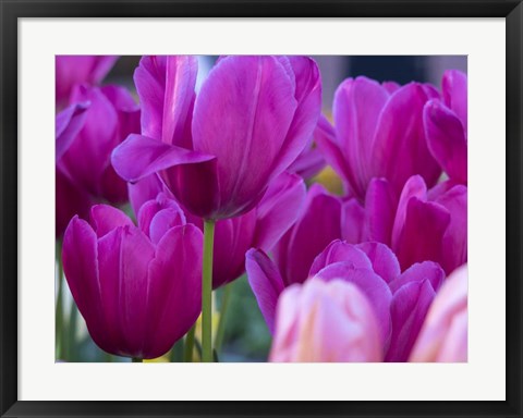 Framed Tulip Close-Ups 1, Lisse, Netherlands Print