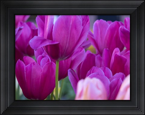 Framed Tulip Close-Ups 1, Lisse, Netherlands Print