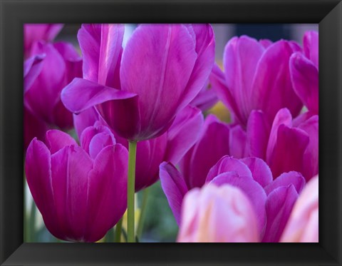 Framed Tulip Close-Ups 1, Lisse, Netherlands Print