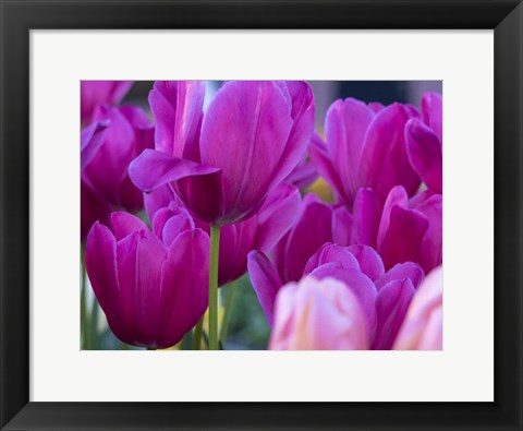 Framed Tulip Close-Ups 1, Lisse, Netherlands Print