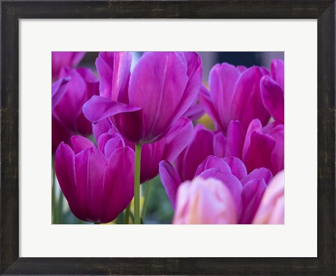 Framed Tulip Close-Ups 1, Lisse, Netherlands Print