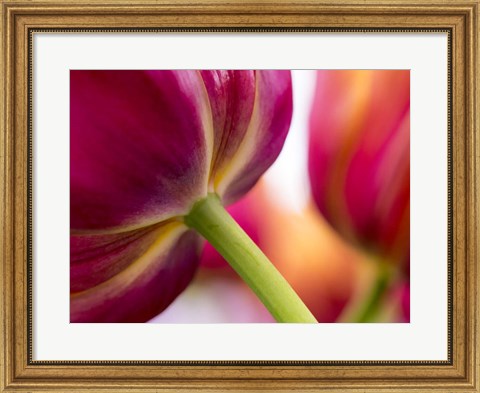 Framed Tulip Close-Ups 2, Lisse, Netherlands Print