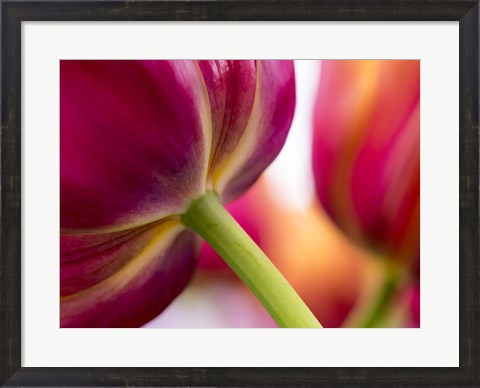 Framed Tulip Close-Ups 2, Lisse, Netherlands Print