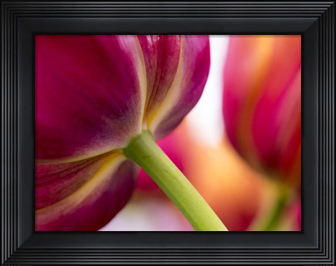 Framed Tulip Close-Ups 2, Lisse, Netherlands Print