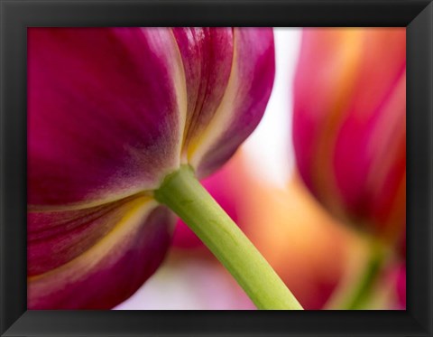 Framed Tulip Close-Ups 2, Lisse, Netherlands Print
