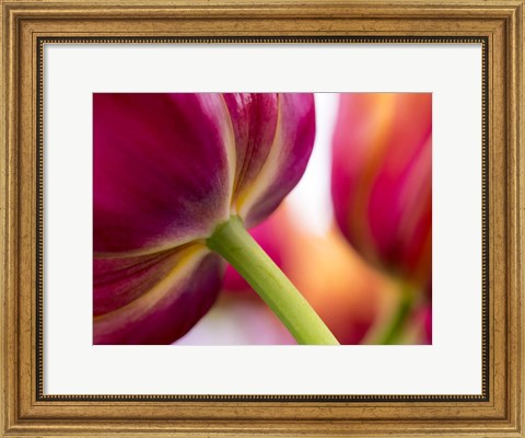 Framed Tulip Close-Ups 2, Lisse, Netherlands Print