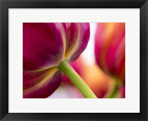 Framed Tulip Close-Ups 2, Lisse, Netherlands Print