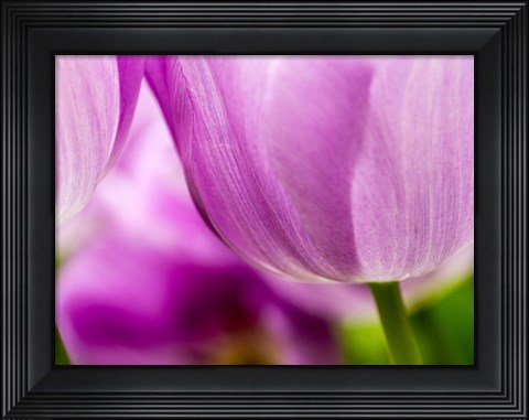Framed Tulip Close-Ups 3, Lisse, Netherlands Print