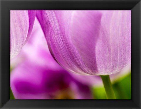 Framed Tulip Close-Ups 3, Lisse, Netherlands Print