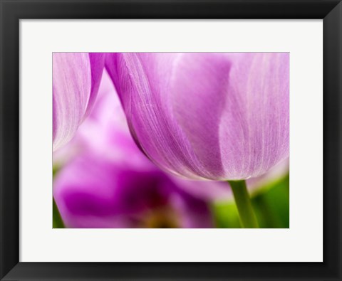 Framed Tulip Close-Ups 3, Lisse, Netherlands Print