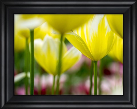 Framed Tulip Close-Ups 4, Lisse, Netherlands Print