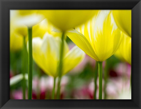 Framed Tulip Close-Ups 4, Lisse, Netherlands Print