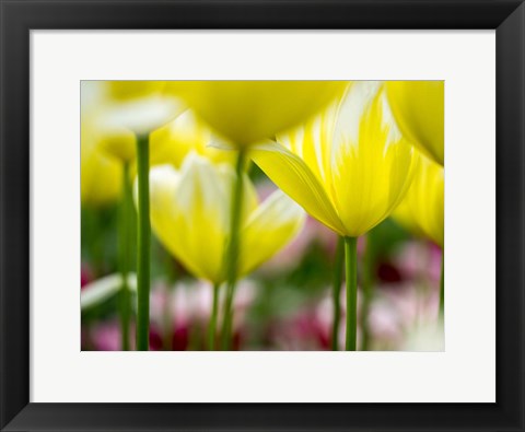 Framed Tulip Close-Ups 4, Lisse, Netherlands Print