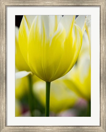 Framed Tulip Close-Ups 5, Lisse, Netherlands Print
