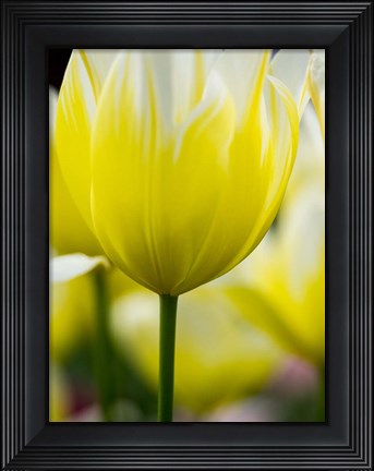 Framed Tulip Close-Ups 5, Lisse, Netherlands Print