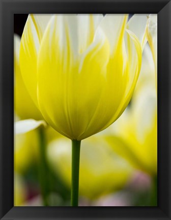 Framed Tulip Close-Ups 5, Lisse, Netherlands Print