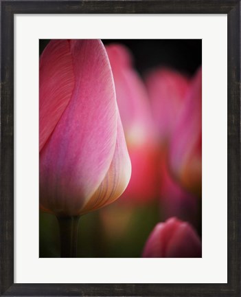 Framed Colorful Tulip 1, Netherlands Print