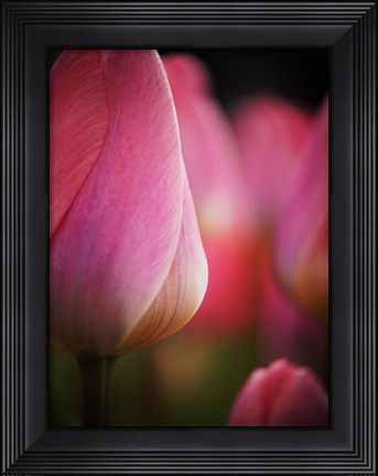 Framed Colorful Tulip 1, Netherlands Print
