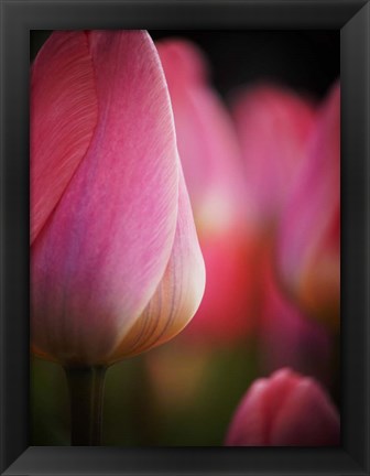 Framed Colorful Tulip 1, Netherlands Print