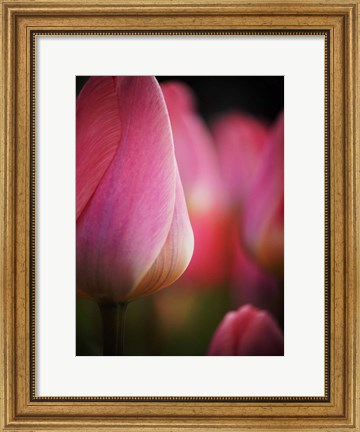 Framed Colorful Tulip 1, Netherlands Print