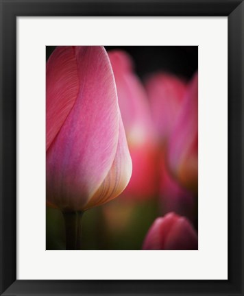 Framed Colorful Tulip 1, Netherlands Print