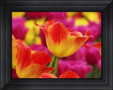 Framed Colorful Tulip 2, Netherlands Print