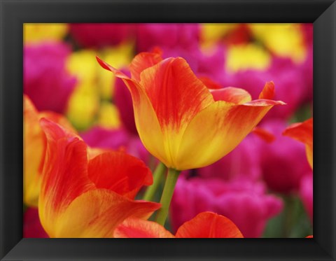 Framed Colorful Tulip 2, Netherlands Print