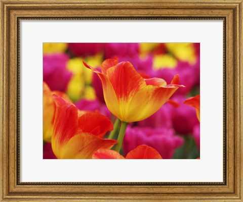 Framed Colorful Tulip 2, Netherlands Print