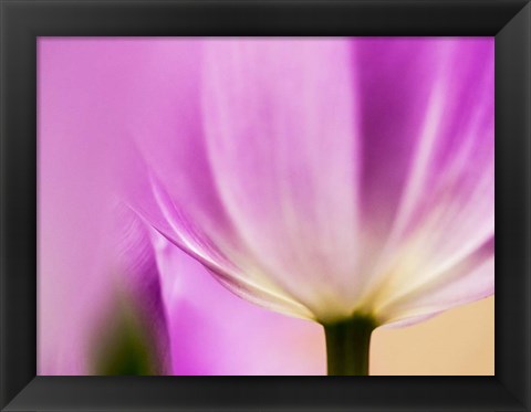 Framed Tulip Close-Up With Selective Focus 1, Netherlands Print