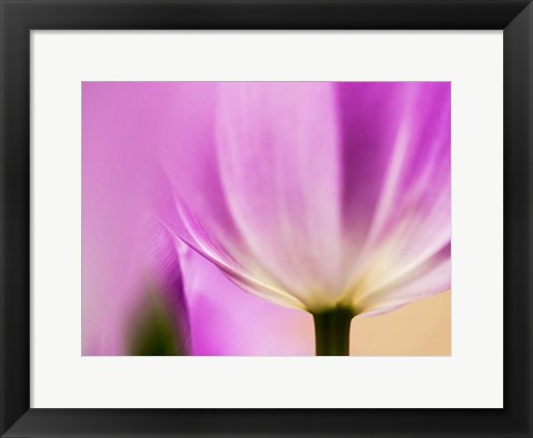 Framed Tulip Close-Up With Selective Focus 1, Netherlands Print