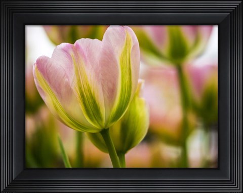 Framed Tulip Close-Up With Selective Focus 2, Netherlands Print