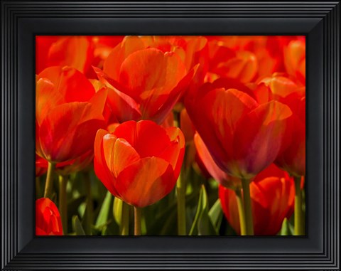 Framed Red Tulips In Mass, Nord Holland, Netherlands Print