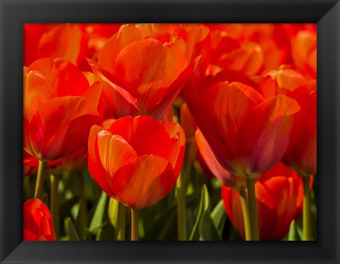 Framed Red Tulips In Mass, Nord Holland, Netherlands Print