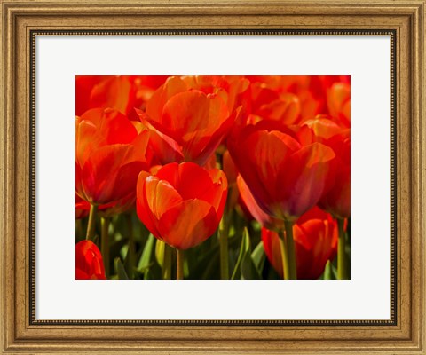 Framed Red Tulips In Mass, Nord Holland, Netherlands Print