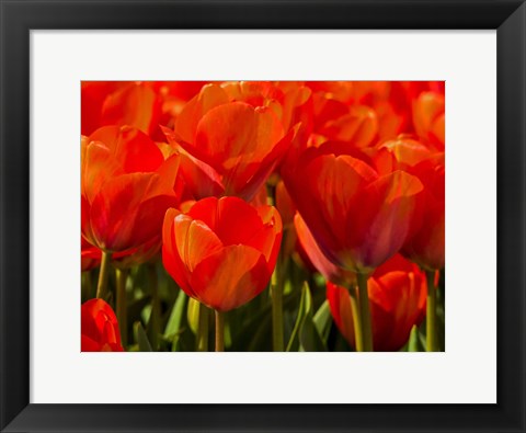 Framed Red Tulips In Mass, Nord Holland, Netherlands Print