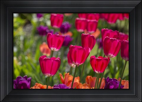 Framed Bright Spring Tulips 1 Print