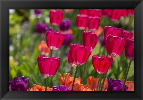 Framed Bright Spring Tulips 1 Print