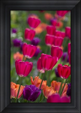 Framed Bright Spring Tulips 2 Print
