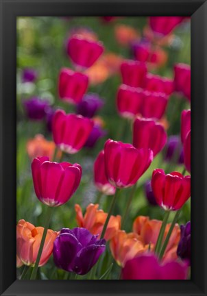 Framed Bright Spring Tulips 2 Print