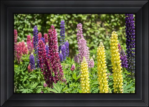 Framed Colorful Lupines Print