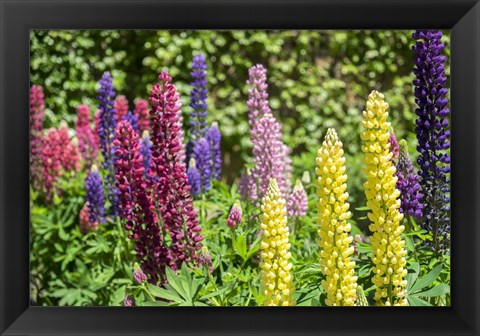 Framed Colorful Lupines Print