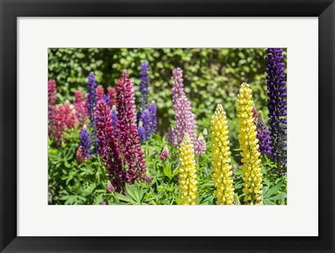 Framed Colorful Lupines Print