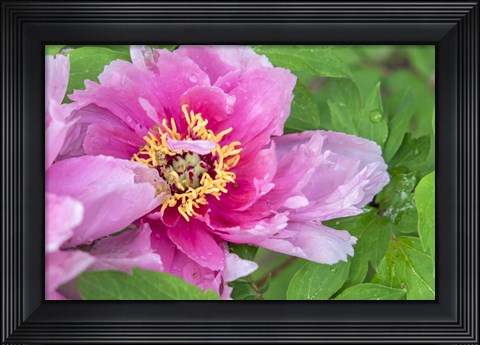 Framed Pink Mountain Peony Print