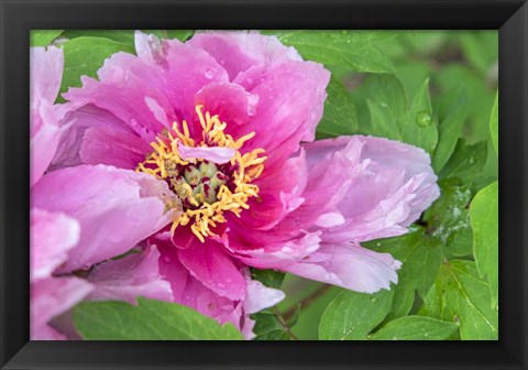 Framed Pink Mountain Peony Print