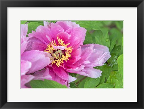 Framed Pink Mountain Peony Print