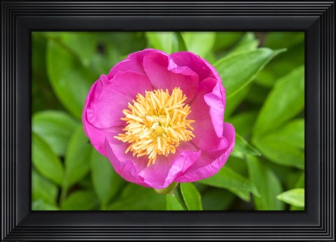 Framed Peony Janice Print