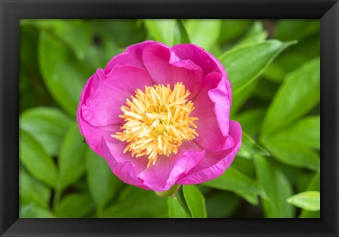 Framed Peony Janice Print